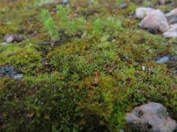 Attēlu rezultāti vaicājumam “Aloina rigida”