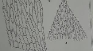 Attēlu rezultāti vaicājumam “Brachythecium rivulare sporophyte”