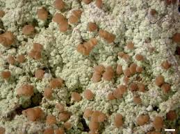 Attēlu rezultāti vaicājumam “Baeomyces rufus”