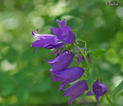 Attēlu rezultāti vaicājumam “Campanula latifolia flower”