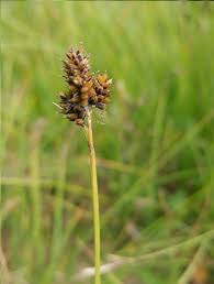 Attēlu rezultāti vaicājumam “Carex scandinavica”