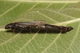 Attēlu rezultāti vaicājumam “Lymexylidae”