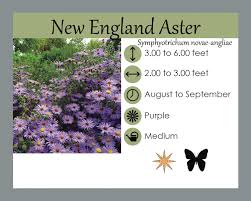 Attēlu rezultāti vaicājumam “Symphyotrichum novae-angliae flower”