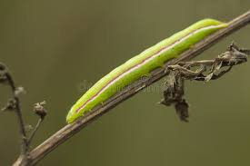 Attēlu rezultāti vaicājumam “Eucarta virgo”