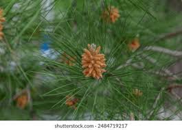 Attēlu rezultāti vaicājumam “Pinus mugo male flower”