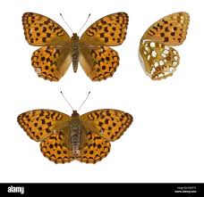 Attēlu rezultāti vaicājumam “Argynnis adippe”