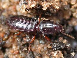 Attēlu rezultāti vaicājumam “Clivina fossor”