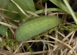 Attēlu rezultāti vaicājumam “Lycaena hippothoe underside”