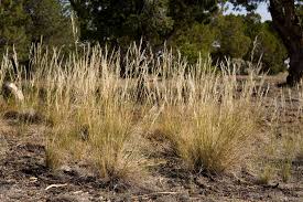 Attēlu rezultāti vaicājumam “Comatricha ellae stalked”