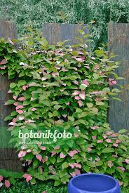 Attēlu rezultāti vaicājumam “Actinidia kolomikta”