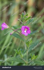 Attēlu rezultāti vaicājumam “Epilobium hirsutum”