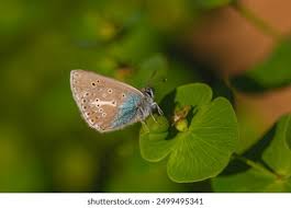 Attēlu rezultāti vaicājumam “Eumedonia eumedon”