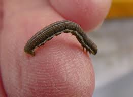 Attēlu rezultāti vaicājumam “Chiasmia clathrata”