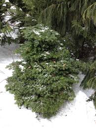 Attēlu rezultāti vaicājumam “Abies alba”