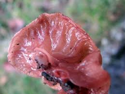 Attēlu rezultāti vaicājumam “Neobulgaria pura”