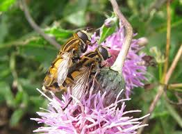 Attēlu rezultāti vaicājumam “Helophilus hybridus”
