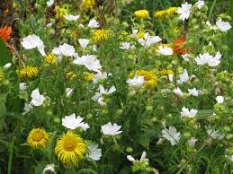 Image result for Malva moschata alba