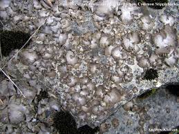 Attēlu rezultāti vaicājumam “Dermatocarpon miniatum”