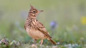 Image result for Calandrella rufescens