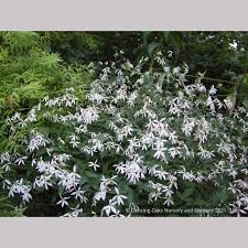 Attēlu rezultāti vaicājumam “Gillenia trifoliata flower”