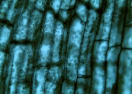 Attēlu rezultāti vaicājumam “Hydrilla verticillata leaf”