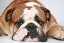 It's Never Too Late to House Train an Adult Dog - Vetstreet
