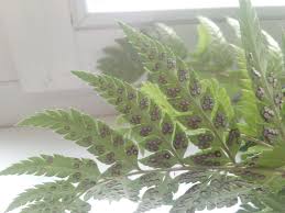 Attēlu rezultāti vaicājumam “Chara polyacantha”