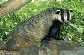 Attēlu rezultāti vaicājumam “Meles meles”