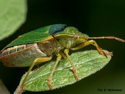Attēlu rezultāti vaicājumam “Palomena prasina imago”