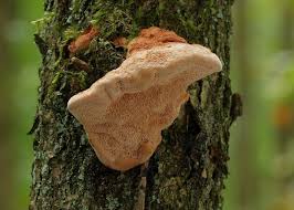 Attēlu rezultāti vaicājumam “Hapalopilus nidulans”