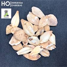 Attēlu rezultāti vaicājumam “Colchicum luteum”