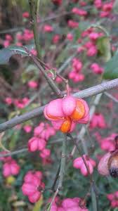 Attēlu rezultāti vaicājumam “Euonymus europaeus flower”