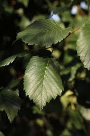 Attēlu rezultāti vaicājumam “Ulmus minor f. suberosa”