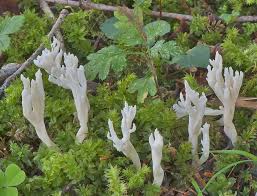 Attēlu rezultāti vaicājumam “Clavulina rugosa”