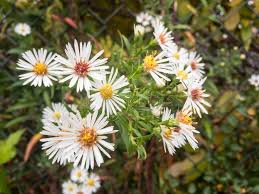 Image result for Aster lanceolatus