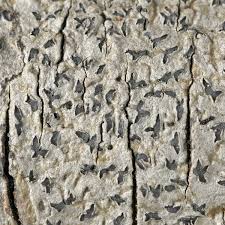 Attēlu rezultāti vaicājumam “Phaeographis dendritica”