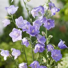 Image result for Glockenblumen