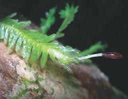 Attēlu rezultāti vaicājumam “Leiocolea collaris”