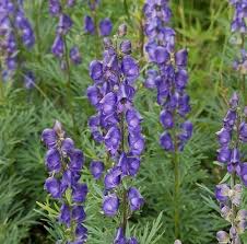 Attēlu rezultāti vaicājumam “Aconitum napellus”