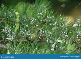 Attēlu rezultāti vaicājumam “Sacchiphantes abietis”