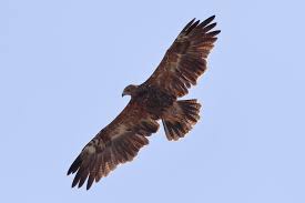 Attēlu rezultāti vaicājumam “Aquila pomarina”