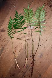 Attēlu rezultāti vaicājumam “Dianemataceae”