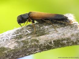 Attēlu rezultāti vaicājumam “Hylecoetus dermestoides”