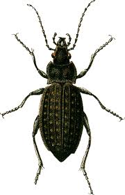 Attēlu rezultāti vaicājumam “Carabus clathratus”