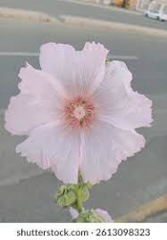 Attēlu rezultāti vaicājumam “Alcea rosea bud”