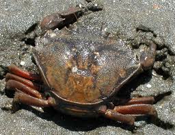Image result for Carcinus maenas