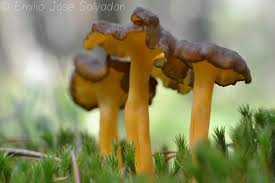 Attēlu rezultāti vaicājumam “Cantharellus lutescens”