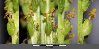 Attēlu rezultāti vaicājumam “Plantago media bud”