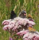 SH4063 : Butterflies on Hemp - via Daymix