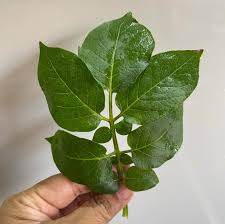 Attēlu rezultāti vaicājumam “Solanum tuberosum leaf”